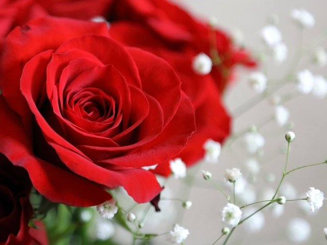Обои цветы, макро, розы, красные, букет, flowers, macro, roses, red, bouquet разрешение 1920x1200 Загрузить