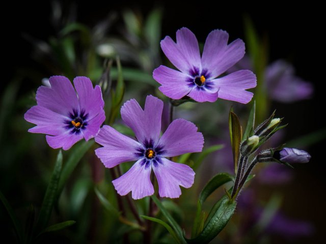 Обои цветы, макро, фон, сиреневые, flowers, macro, background, lilac разрешение 2048x1591 Загрузить