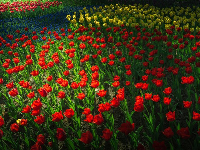 Обои цветы, парк, сад, весна, тюльпаны, клумба, flowers, park, garden, spring, tulips, flowerbed разрешение 2048x1365 Загрузить