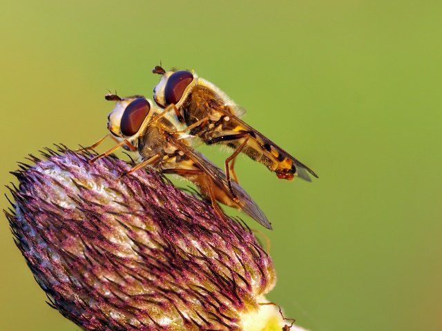 Обои макро, насекомое, цветок, насекомые, весна, ziva & amir, журчалки, macro, insect, flower, insects, spring, hoverflies разрешение 4403x2737 Загрузить