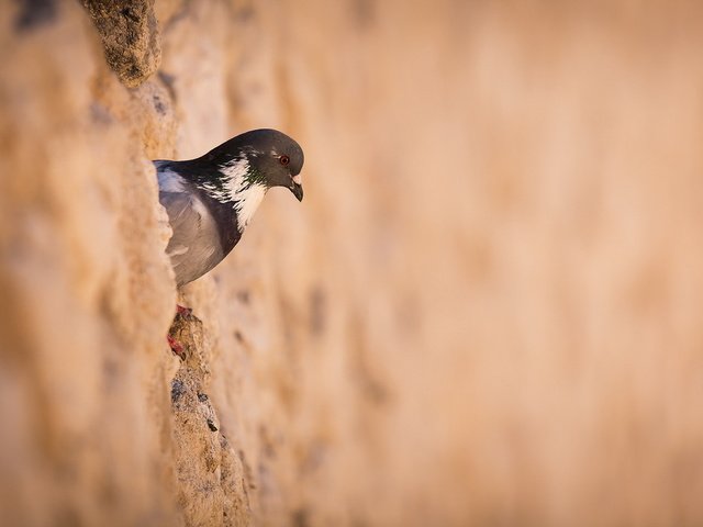 Обои стена, птица, голубь, птаха, wall, bird, dove разрешение 1920x1080 Загрузить