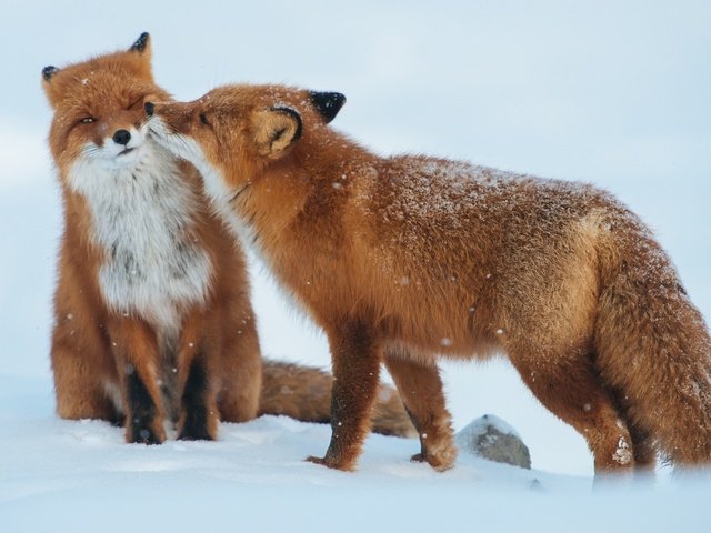 Обои снег, зима, животные, пара, хищники, лисы, snow, winter, animals, pair, predators, fox разрешение 1920x1281 Загрузить