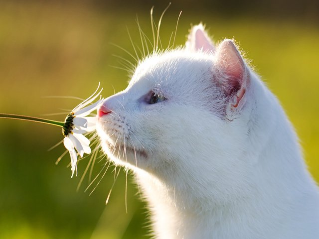 Обои фон, цветок, мордочка, кошка, ромашка, профиль, белая, background, flower, muzzle, cat, daisy, profile, white разрешение 1920x1200 Загрузить