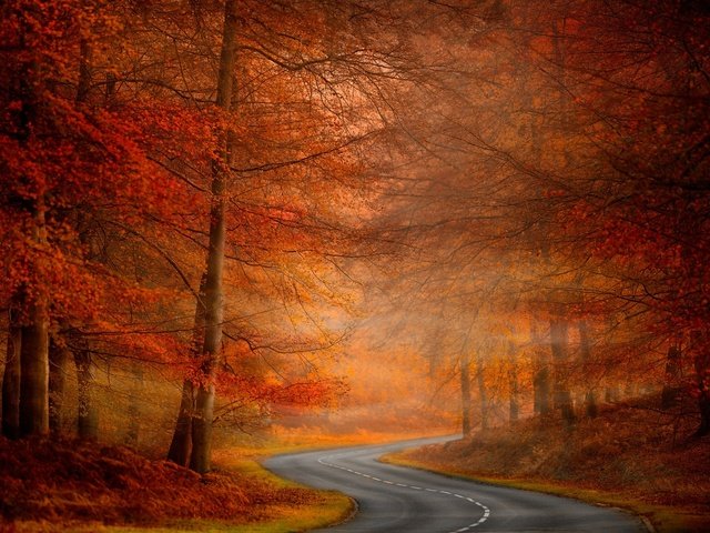 Обои дорога, деревья, природа, осень, road, trees, nature, autumn разрешение 2048x1344 Загрузить