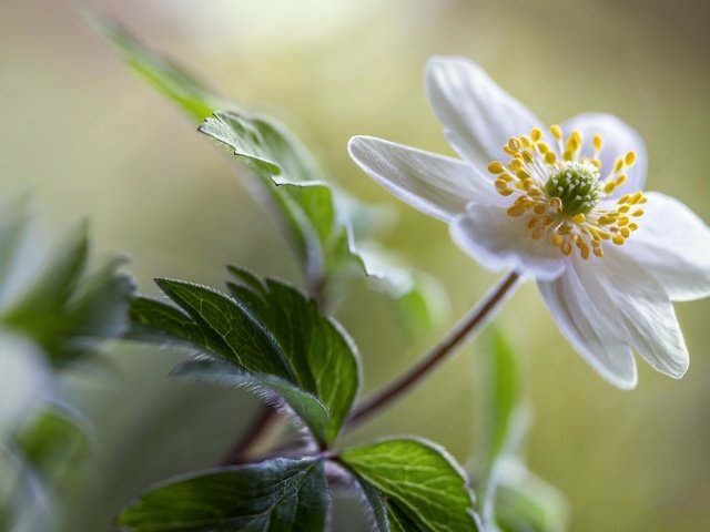 Обои цветок, белый, боке, анемона, ветреница, flower, white, bokeh, anemone разрешение 2048x1365 Загрузить