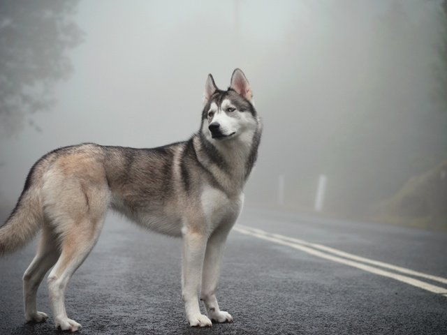 Обои туман, изморось, сибирская хаски, fog, mist, siberian husky разрешение 2560x1600 Загрузить