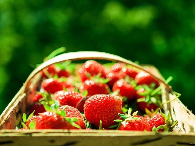 Обои зелёный, фон, клубника, размытость, ягоды, корзинка, green, background, strawberry, blur, berries, basket разрешение 1920x1279 Загрузить