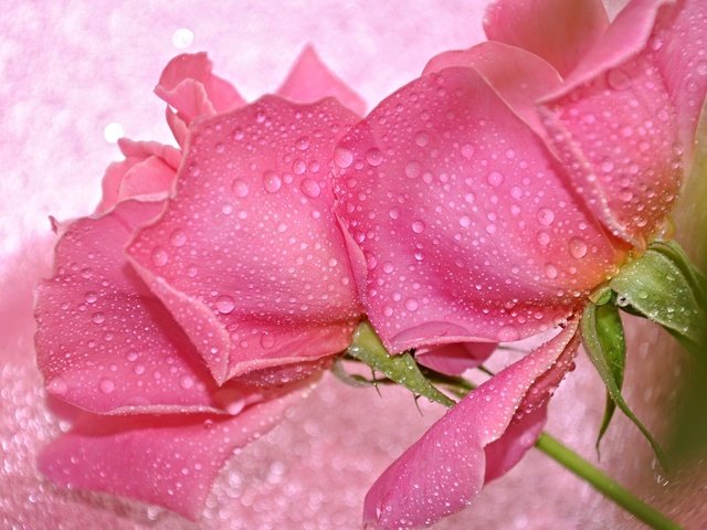 Обои цветы, вода, макро, капли, розы, лепестки, бутон, flowers, water, macro, drops, roses, petals, bud разрешение 2048x1385 Загрузить