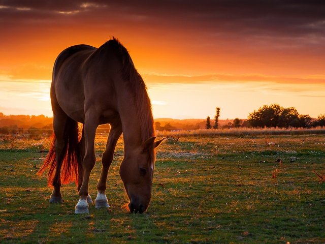 Обои лошадь, закат, поле, пастбище, конь, horse, sunset, field, pasture разрешение 3000x2000 Загрузить