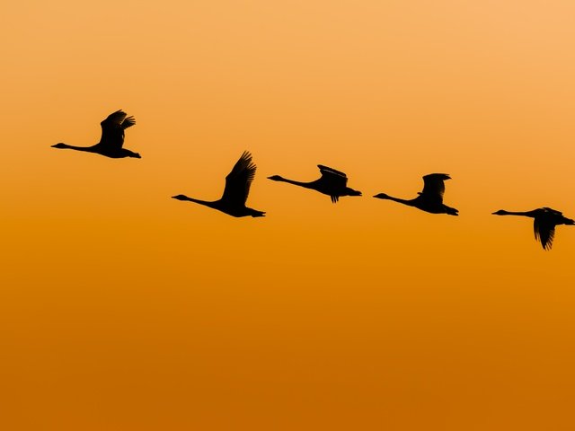 Обои полет, крылья, птицы, утки, оранжевое небо, flight, wings, birds, duck, orange sky разрешение 2300x1527 Загрузить