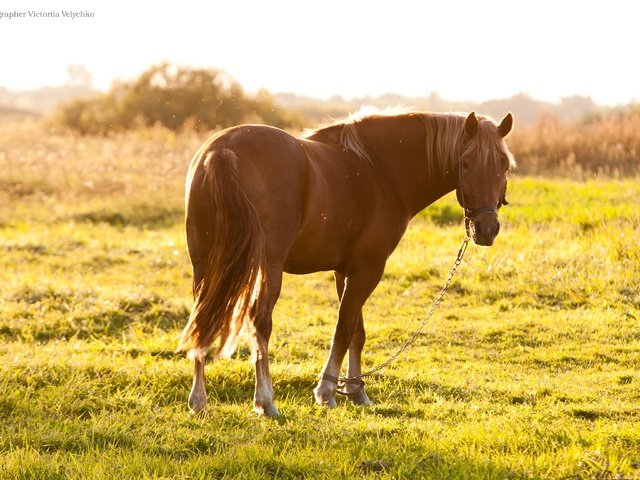 Обои лошадь, трава, солнце, лето, пастбище, конь, hourse, horse, grass, the sun, summer, pasture разрешение 3888x2592 Загрузить