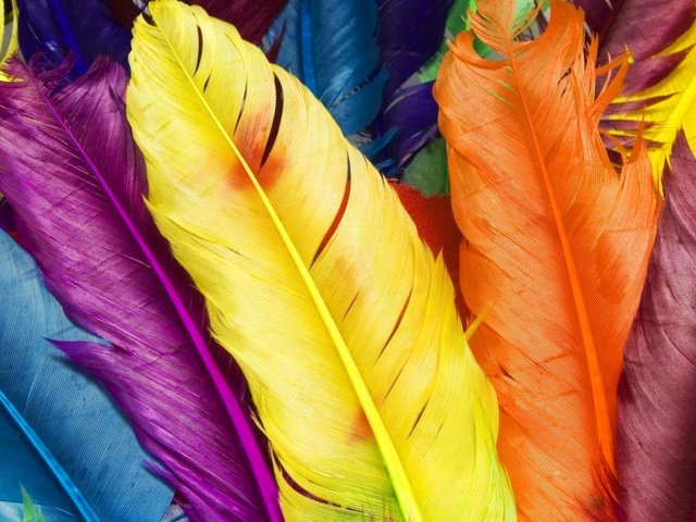 Обои текстура, макро, разноцветные, цвет, перья, яркие, перо, texture, macro, colorful, color, feathers, bright, pen разрешение 2560x1600 Загрузить