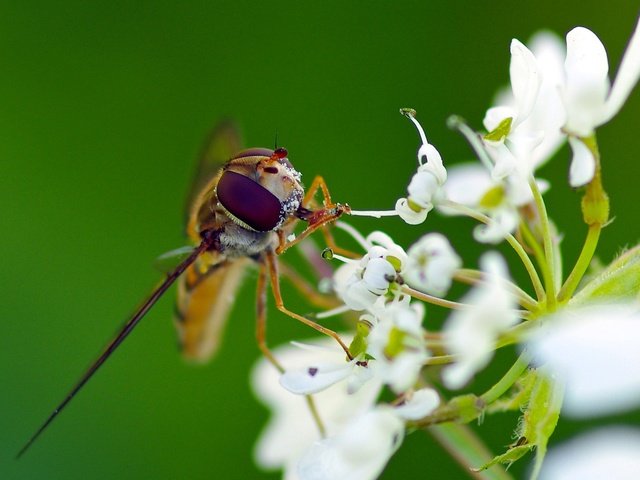 Обои макро, насекомое, цветок, белый, муха, журчалка, ziva & amir, macro, insect, flower, white, fly, gorzalka разрешение 1931x1287 Загрузить