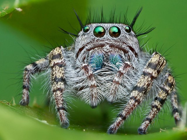 Обои глаза, макро, насекомое, паук, лапки, паук-скакунчик, джампер, паук-скакун, eyes, macro, insect, spider, legs, spider-skakuny, jumper, spider-racer разрешение 1920x1200 Загрузить