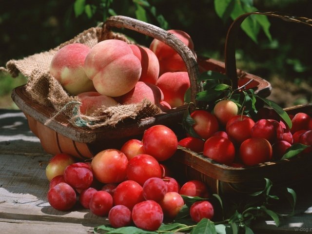 Обои фрукты, корзина, урожай, персики, сливы, fruit, basket, harvest, peaches, plum разрешение 1920x1362 Загрузить