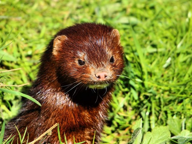 Обои морда, трава, взгляд, животное, мех, норка, face, grass, look, animal, fur, st. разрешение 2048x1365 Загрузить