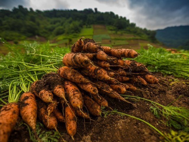 Обои земля, макро, овощи, морковь, оранжевая, ботва, earth, macro, vegetables, carrots, orange, tops разрешение 2048x1365 Загрузить