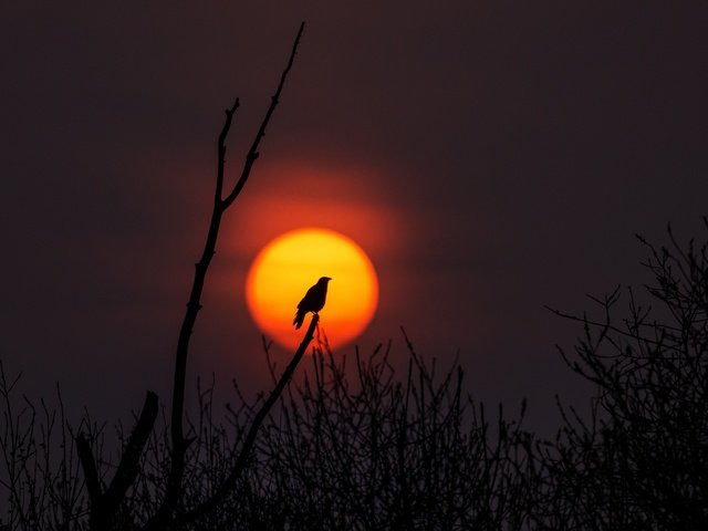 Обои солнце, природа, дерево, закат, ветви, птица, силуэт, the sun, nature, tree, sunset, branch, bird, silhouette разрешение 3660x2442 Загрузить