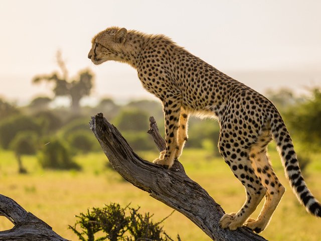 Обои ветка, дерево, африка, хищник, гепард, branch, tree, africa, predator, cheetah разрешение 2048x1365 Загрузить