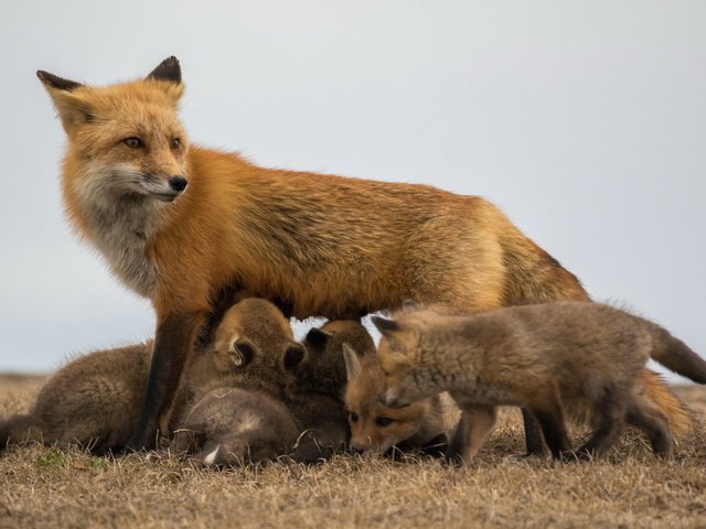 Обои лиса, лисята, лисы, потомство, fox, cubs, offspring разрешение 1920x1280 Загрузить