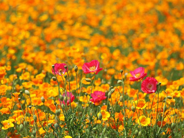 Обои цветы, поле, маки, луг, весна, разные вместе, flowers, field, maki, meadow, spring, different together разрешение 2048x1365 Загрузить