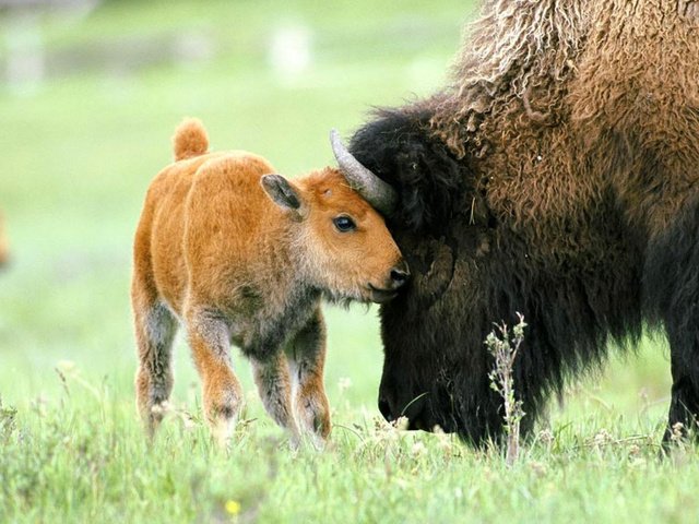 Обои природа, животные, бизоны, зубры, nature, animals, buffalo, bison разрешение 1920x1080 Загрузить