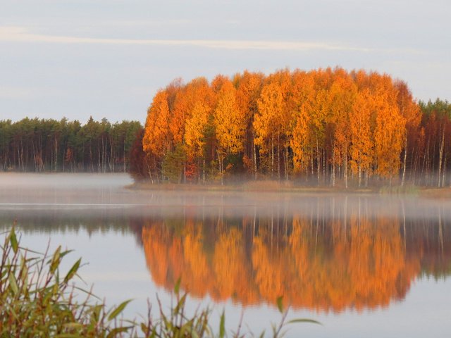 Обои лес, осень, пруд, дымка, тишь, forest, autumn, pond, haze, quiet разрешение 1920x1200 Загрузить