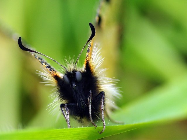 Обои глаза, макро, насекомое, бабочка, ziva & amir, apollo, eyes, macro, insect, butterfly разрешение 3502x2320 Загрузить