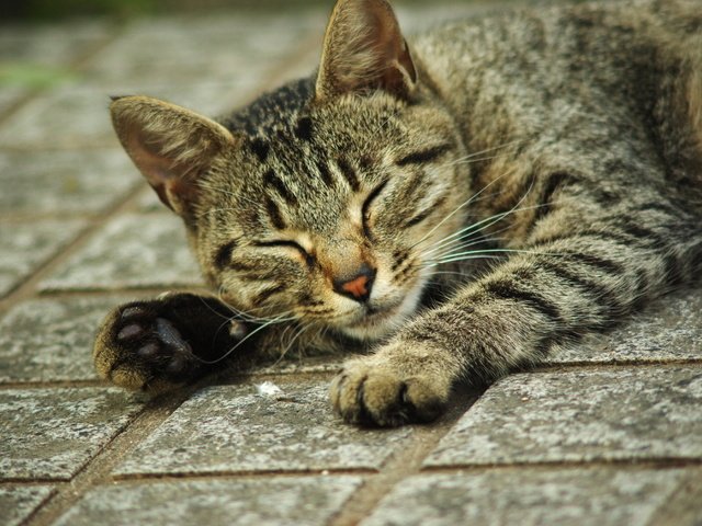 Обои кот, кошка, лежит, лапки, полосатый, cat, lies, legs, striped разрешение 3000x2008 Загрузить
