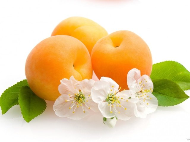 Обои цветы, фрукты, белый фон, листики, абрикосы, flowers, fruit, white background, leaves, apricots разрешение 1920x1257 Загрузить