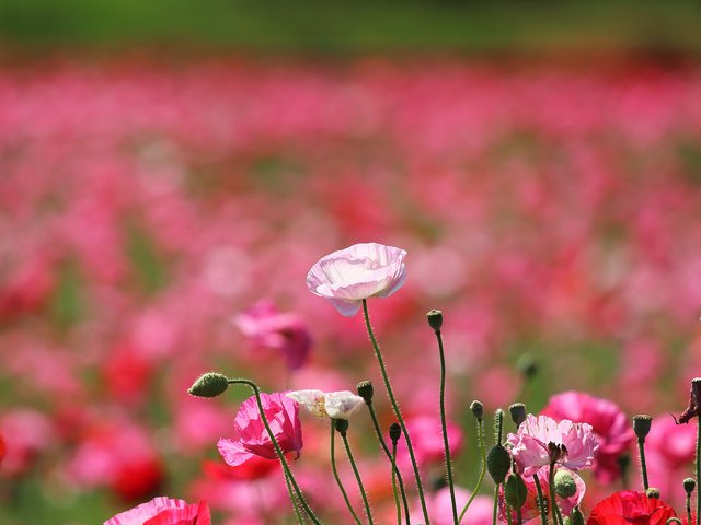 Обои цветы, поле, лепестки, маки, луг, flowers, field, petals, maki, meadow разрешение 2048x1356 Загрузить