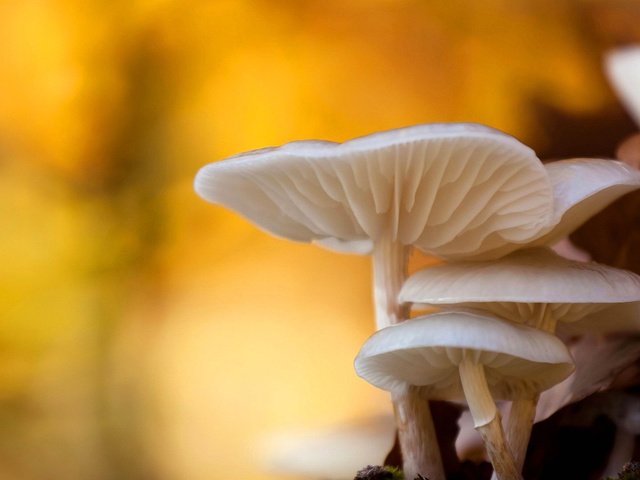 Обои природа, макро, осень, грибы, боке, nature, macro, autumn, mushrooms, bokeh разрешение 1920x1080 Загрузить