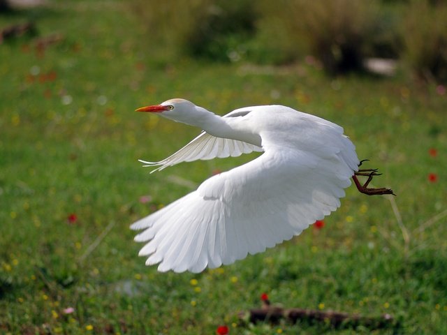 Обои полет, крылья, птица, белая, цапля, ziva & amir, flight, wings, bird, white, heron разрешение 4904x3256 Загрузить