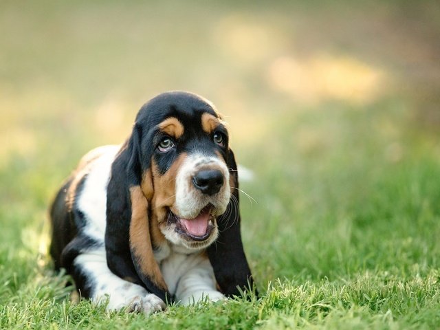 Обои морда, трава, собака, щенок, бассет, бассет-хаунд, face, grass, dog, puppy, bassett, the basset hound разрешение 2560x1600 Загрузить