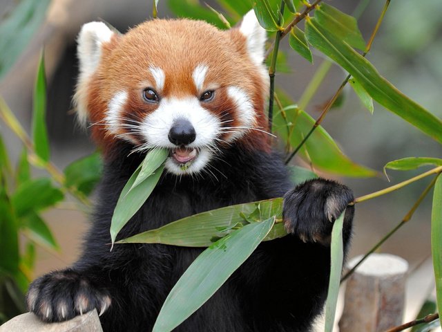 Обои природа, листва, бамбук, животное, красная панда, nature, foliage, bamboo, animal, red panda разрешение 2048x1536 Загрузить