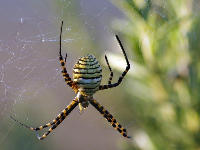 Обои макро, насекомое, паук, паутина, ziva & amir, wasp spider, macro, insect, spider, web разрешение 2880x2178 Загрузить