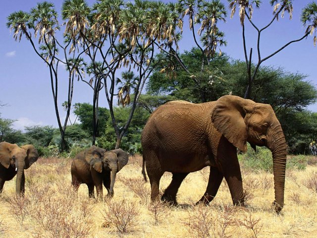 Обои слон, африка, семья, слоны, детеныши, слонята, elephant, africa, family, elephants, cubs разрешение 1920x1080 Загрузить