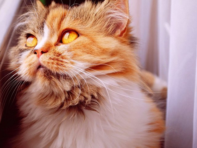 Обои кот, мордочка, усы, кошка, взгляд, пушистый, рыжий, cat, muzzle, mustache, look, fluffy, red разрешение 1920x1080 Загрузить