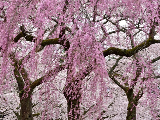 Обои цветы, деревья, цветение, ветки, весна, сакура, flowers, trees, flowering, branches, spring, sakura разрешение 2048x1365 Загрузить