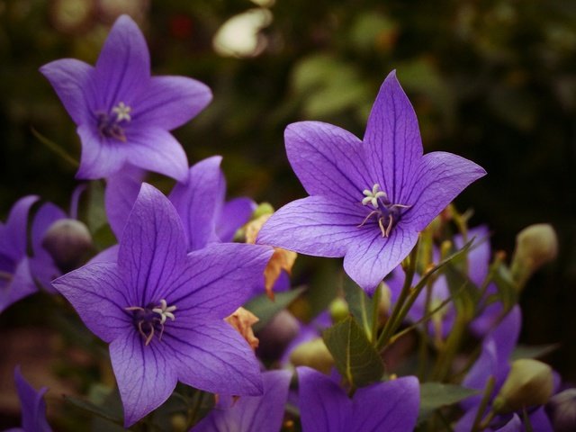 Обои цветы, лепестки, колокольчики, сиреневые, крупным планом, платикодон, flowers, petals, bells, lilac, closeup разрешение 4912x2760 Загрузить