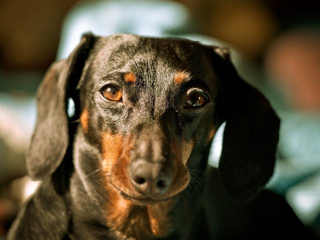 Обои морда, собака, животное, такса, face, dog, animal, dachshund разрешение 2560x1600 Загрузить