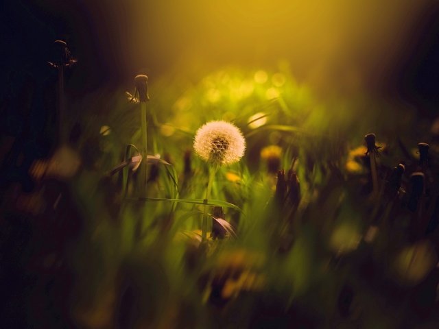 Обои цветы, трава, луг, одуванчик, одуванчики, боке, flowers, grass, meadow, dandelion, dandelions, bokeh разрешение 1938x1324 Загрузить