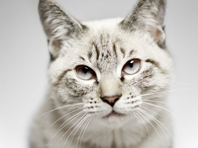 Обои кот, мордочка, усы, кошка, взгляд, cat, muzzle, mustache, look разрешение 2048x1363 Загрузить