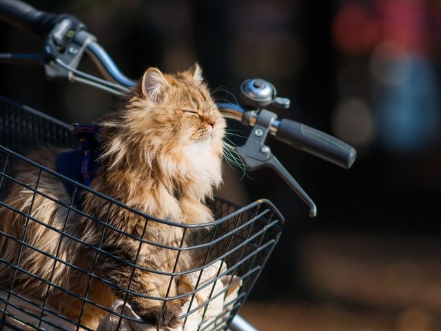 Обои кот, мордочка, кошка, корзина, велосипед, ben torode, дейзи, cat, muzzle, basket, bike, daisy разрешение 1920x1200 Загрузить