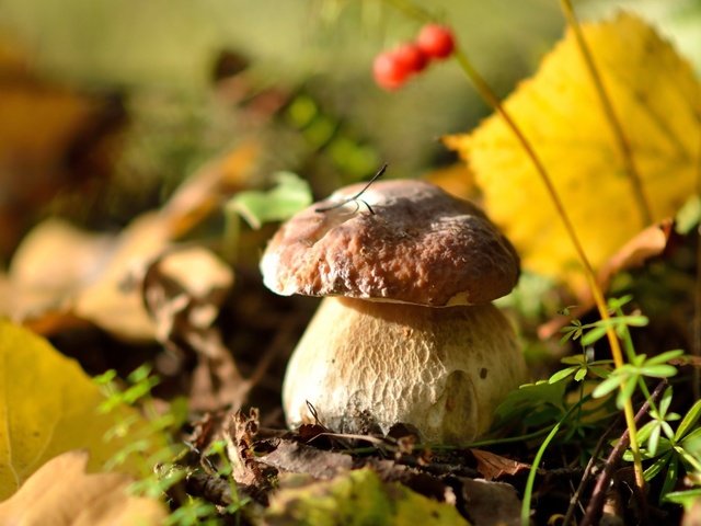 Обои природа, осень, гриб, ягоды, белый гриб, осенние листья, nature, autumn, mushroom, berries, white mushroom, autumn leaves разрешение 2560x1440 Загрузить