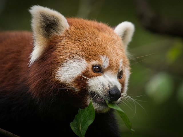 Обои морда, листок, фаерфокс, красная панда, малая панда, face, leaf, firefox, red panda разрешение 4981x3320 Загрузить