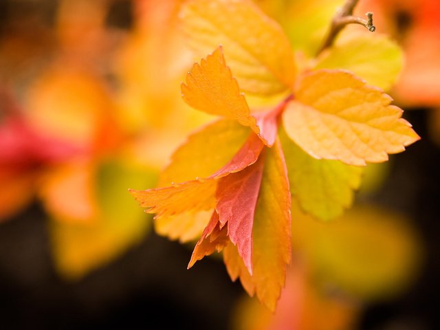 Обои листья, макро, фон, осень, желтые, ветвь, leaves, macro, background, autumn, yellow, branch разрешение 2560x1600 Загрузить