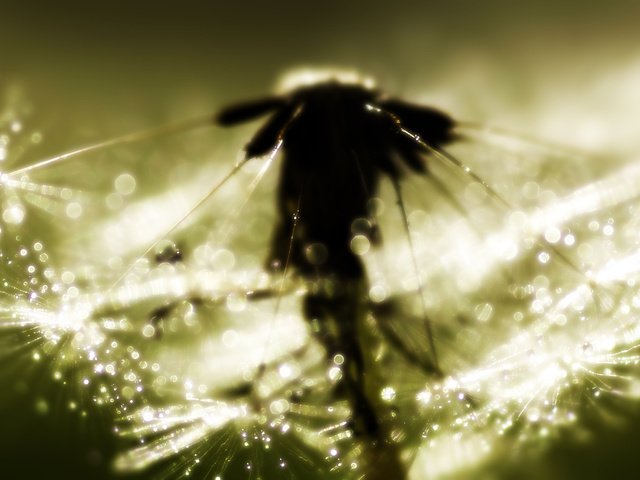 Обои цветок, одуванчик, семена, пух, пушинки, былинки, flower, dandelion, seeds, fluff, fuzzes, blade разрешение 2560x1600 Загрузить