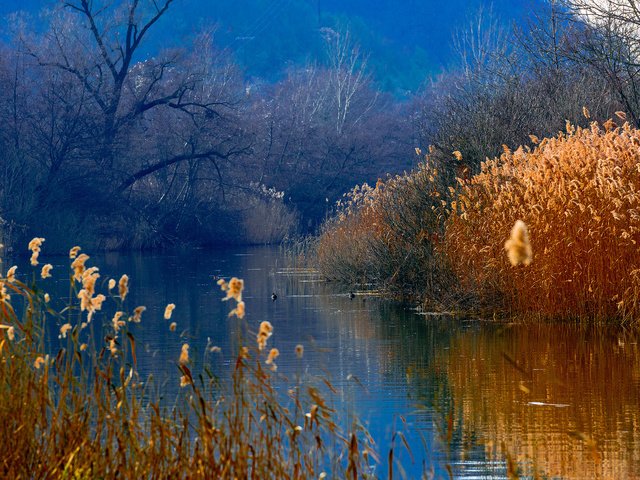 Обои озеро, горы, лес, утки, камыш, lake, mountains, forest, duck, reed разрешение 1920x1080 Загрузить