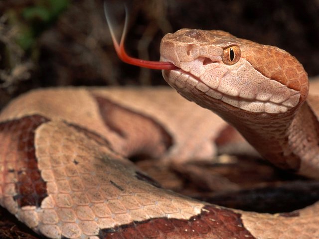 Обои змея, пресмыкающиеся, жало, snake, reptiles, sting разрешение 2560x1600 Загрузить
